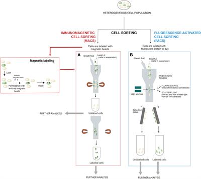 Analysis of Salmonella lineage-specific traits upon cell sorting